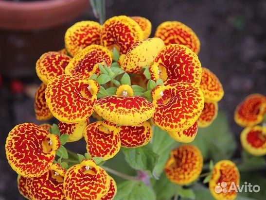 Комнатное растение. Кальцеолярия