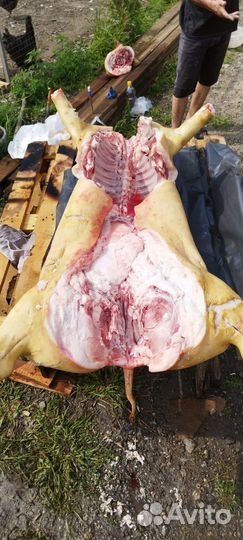 Мясо свинины домашнее
