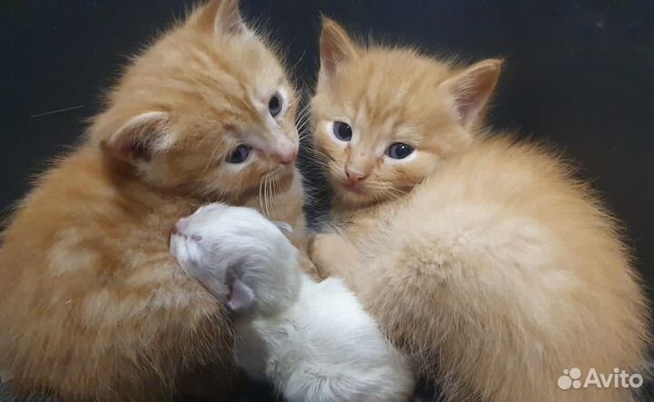 Котята в добрые руки