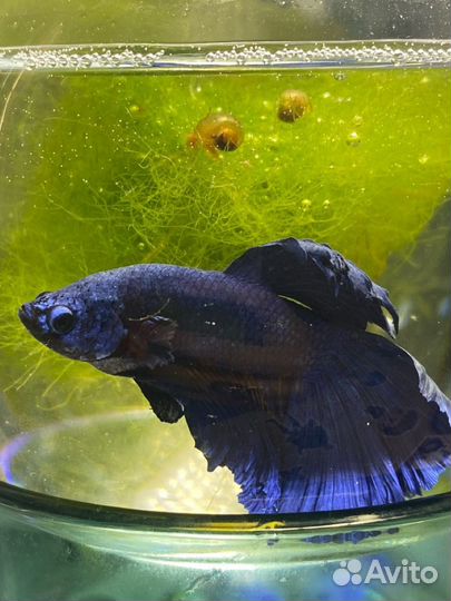 Рыбка петушок самец