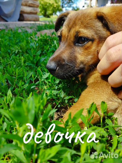 Очаровательная девочка