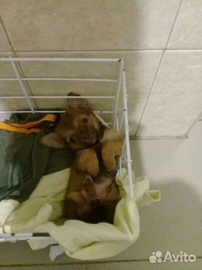 Пекинес смесь с той терьером.щеночки