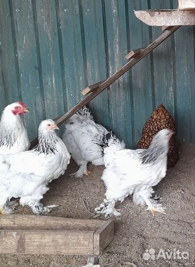 Инкубационное яйцо кур брама