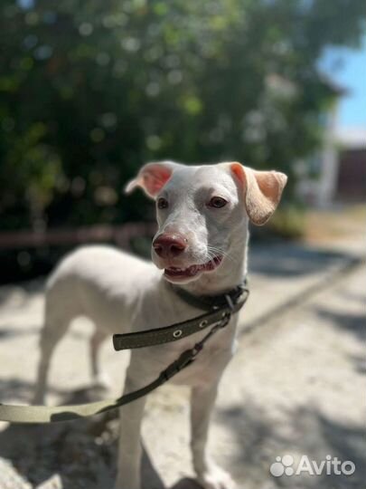 Квартирная собачка в дар