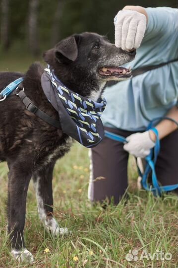 Пожилая Майка не хочет умирать в клетке