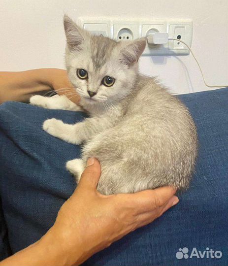 Шотландская прямоухая кошка с документами