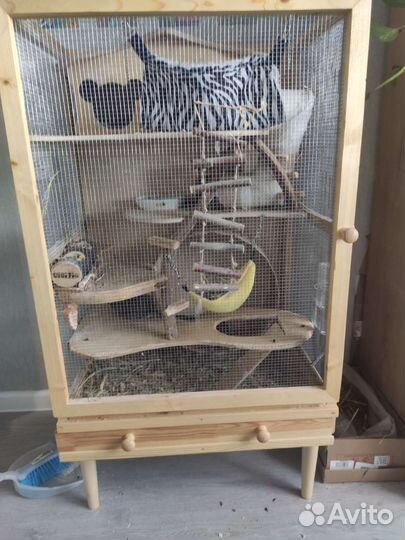 Дегу с клеткой и со всем