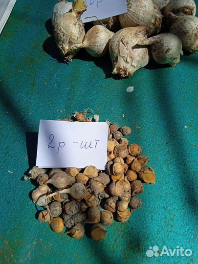 Чеснок рокамболь