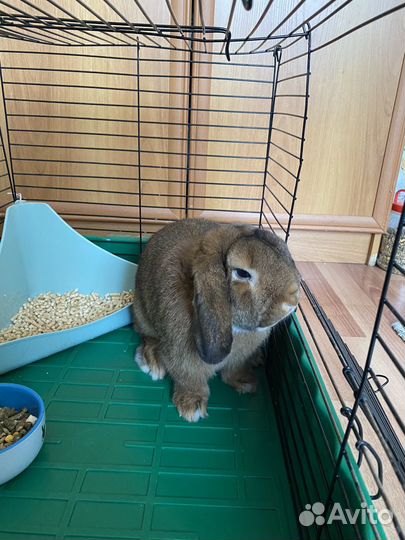 Декоративный кролик вислоухий