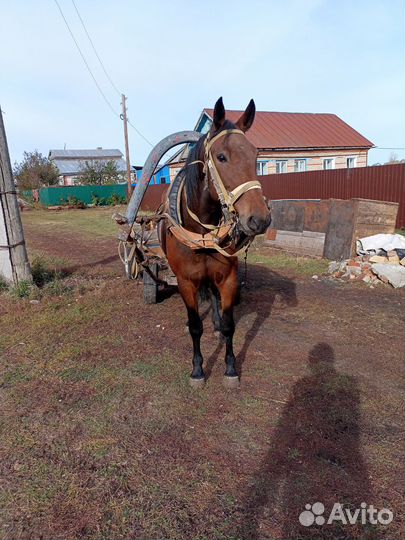 Обученная кобыла