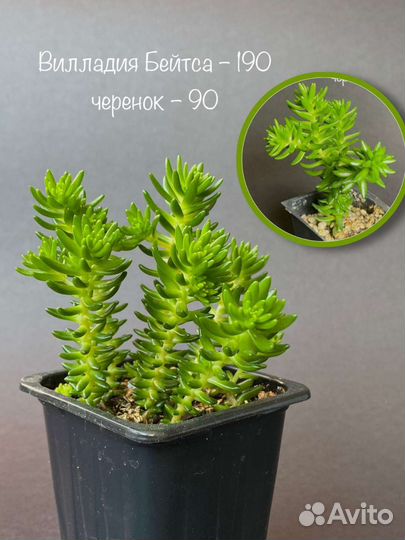 Суккуленты часть 1