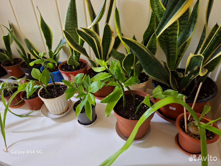 Индийский лук