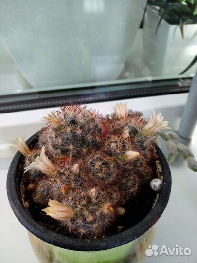 Кактус маммилярия