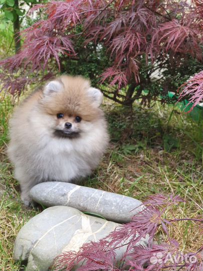 Померанский шпиц