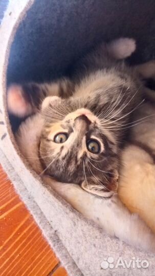 Кошка в дар
