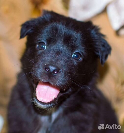 Отдам в добрые руки. Мальчик 2 мсяца