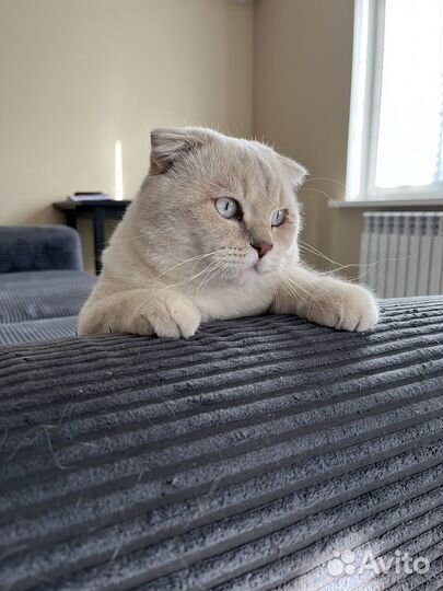 Вязка кота (вислый ух)