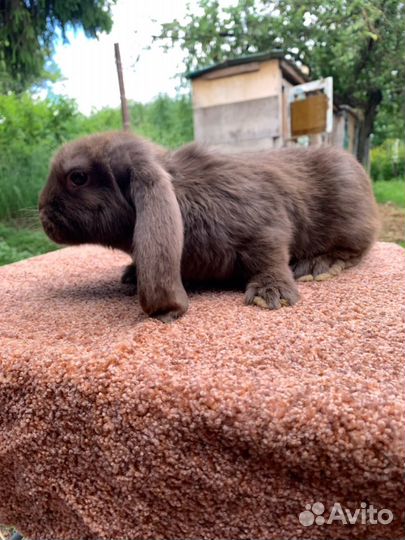 Французский баран