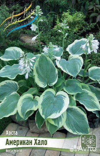 Продаем корневища хосты