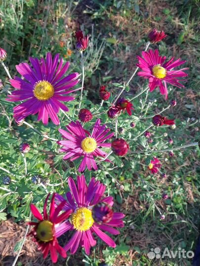 Хризантемы