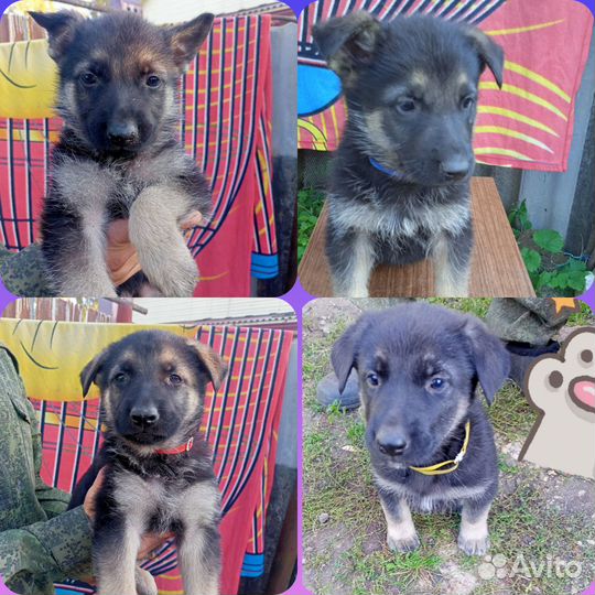 Щенки восточноевропейской овчарки