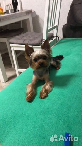 Йоркширский терьер вязка мальчик