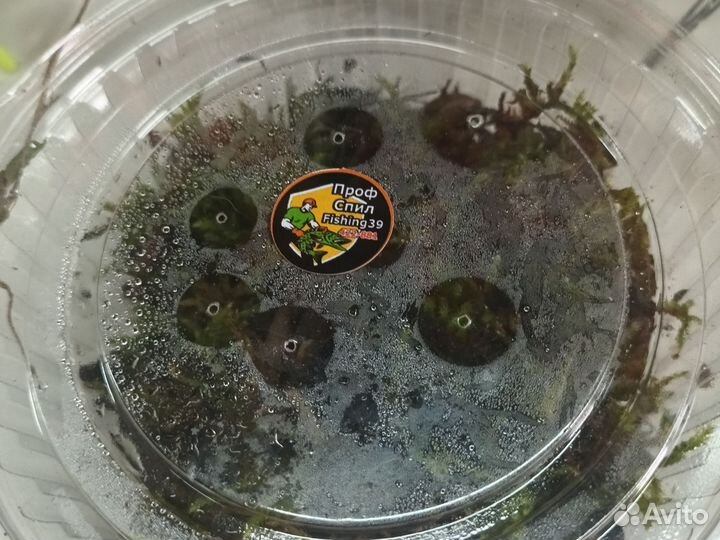 Черви выползки