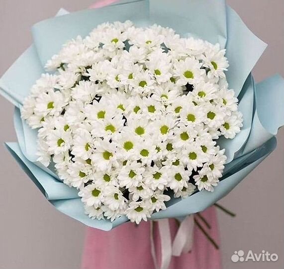 Хризантема Цветы Доставка