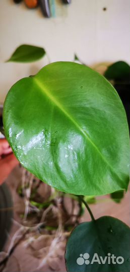 Монстера. Черенки с крупными корнями