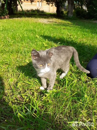 Кошка в дар