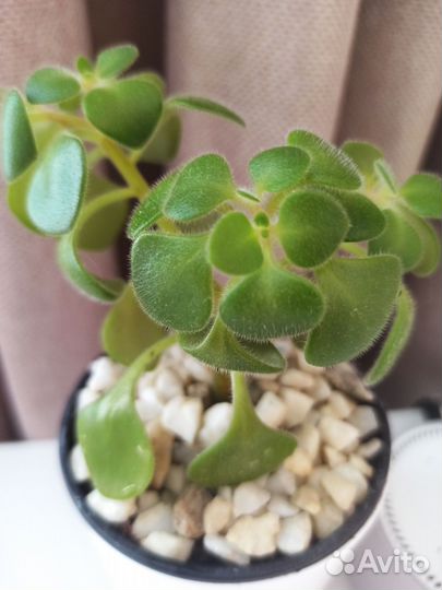 Цветок - семейное счастье