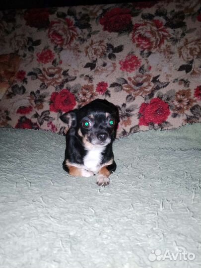 Подрощенная девочка чихуахуа