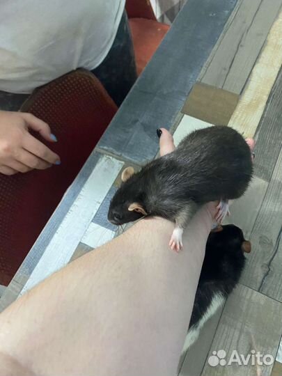 Крыса дамбо с клеткой