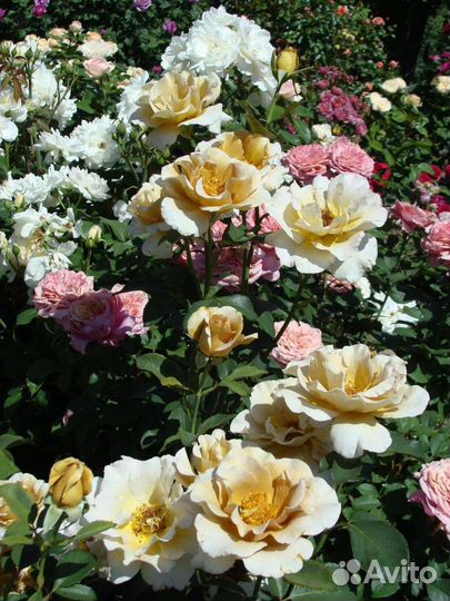 Японские розы саженцы