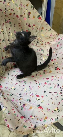 Котенок-девочка