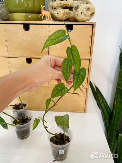 Монстера Сильтепекана