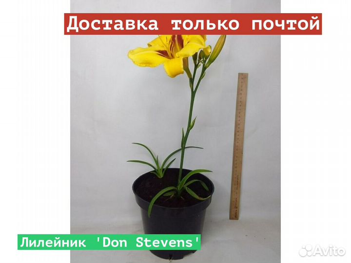 Лилейник Don Stevens