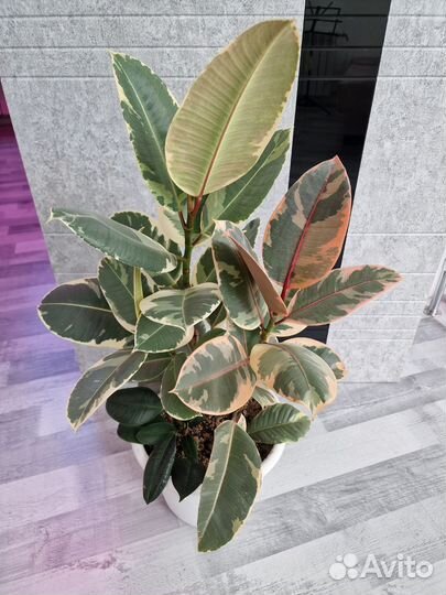 Фикусы Эластика Белиз, Эластика Тинеке, Рабуста