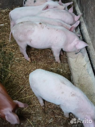 Поросята ландрас дюрок