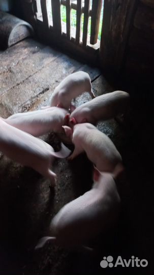 Продам поросят