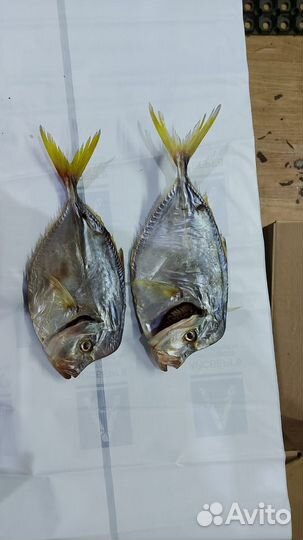 Вобла Астраханская вяленая икряная 19+ см от 7 кг