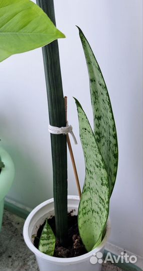 Сансевиерия классика, высокая, ханни, с каймой
