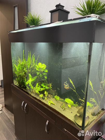 Аквариум