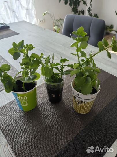 Каланхоэ детки укорененные
