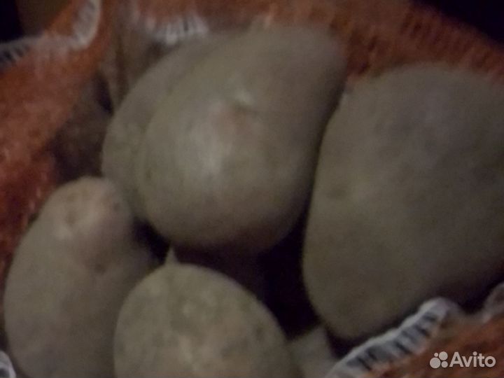 Картофель, хренодёр