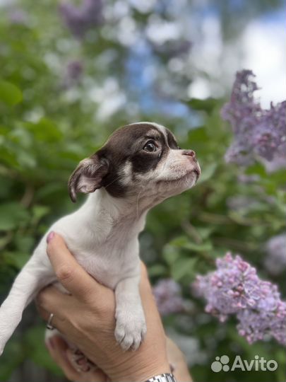 Супер девочка чихуахуа