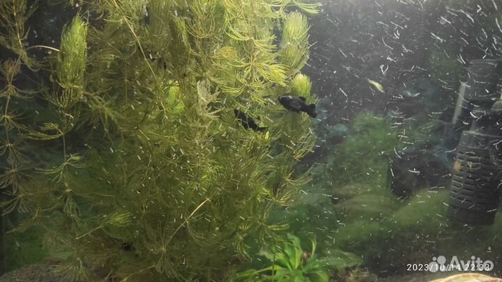 Мальки молинезии