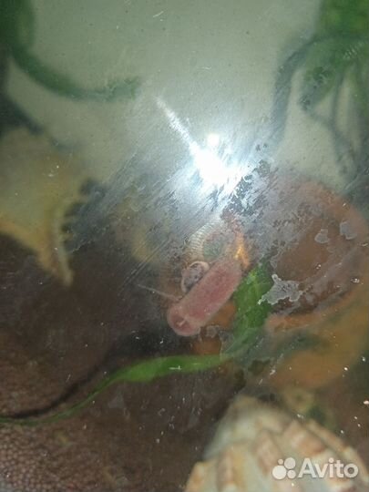 Улитки аквариумные