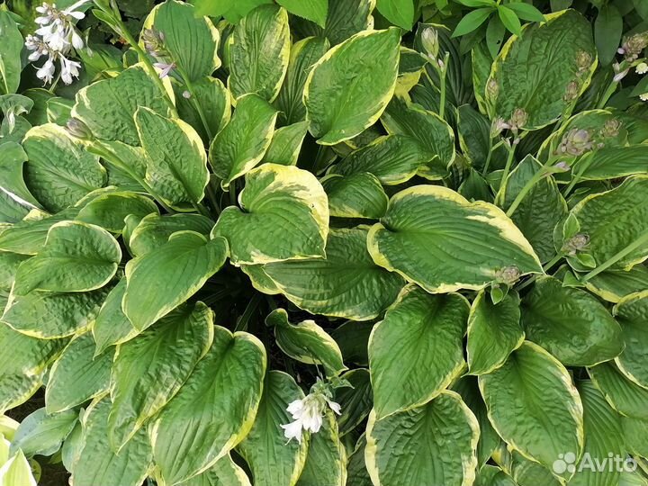 Хоста 7 видов