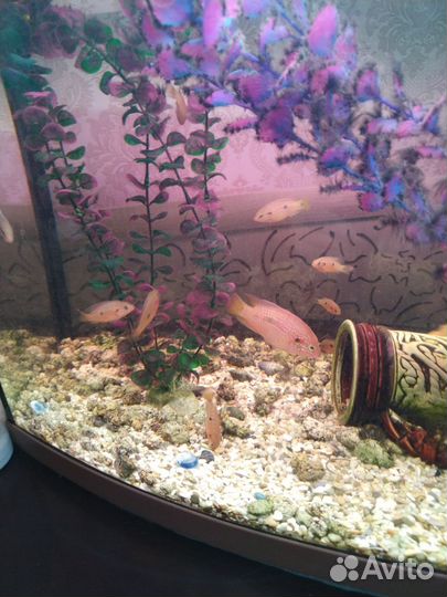 Рыбки аквариумные